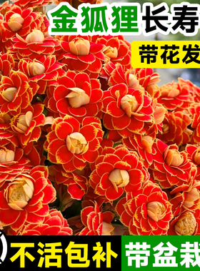 金狐狸长寿花带花发货小苗盆栽重瓣花大花盆火高级端名贵花卉大全