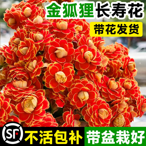 【带花带盆】长寿花金狐狸包成活