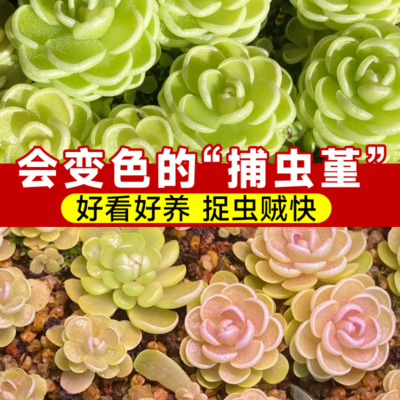 爱丝捕虫堇多肉食虫植物弗洛里驱蚊捕蝇草补蝇趣味绿植捕虫草盆栽