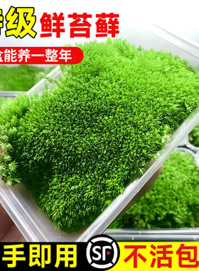 鲜活苔藓微景观造景【不活包赔】