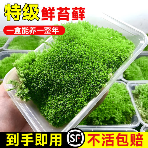 鲜活苔藓微景观造景【不活包赔】