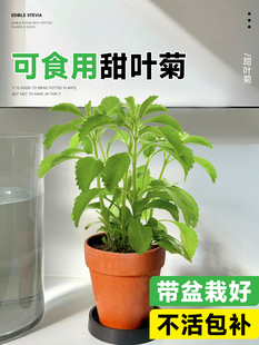 天然甜叶菊苗盆栽可食用花卉植物迷迭香家里室内阳台绿植四季好养