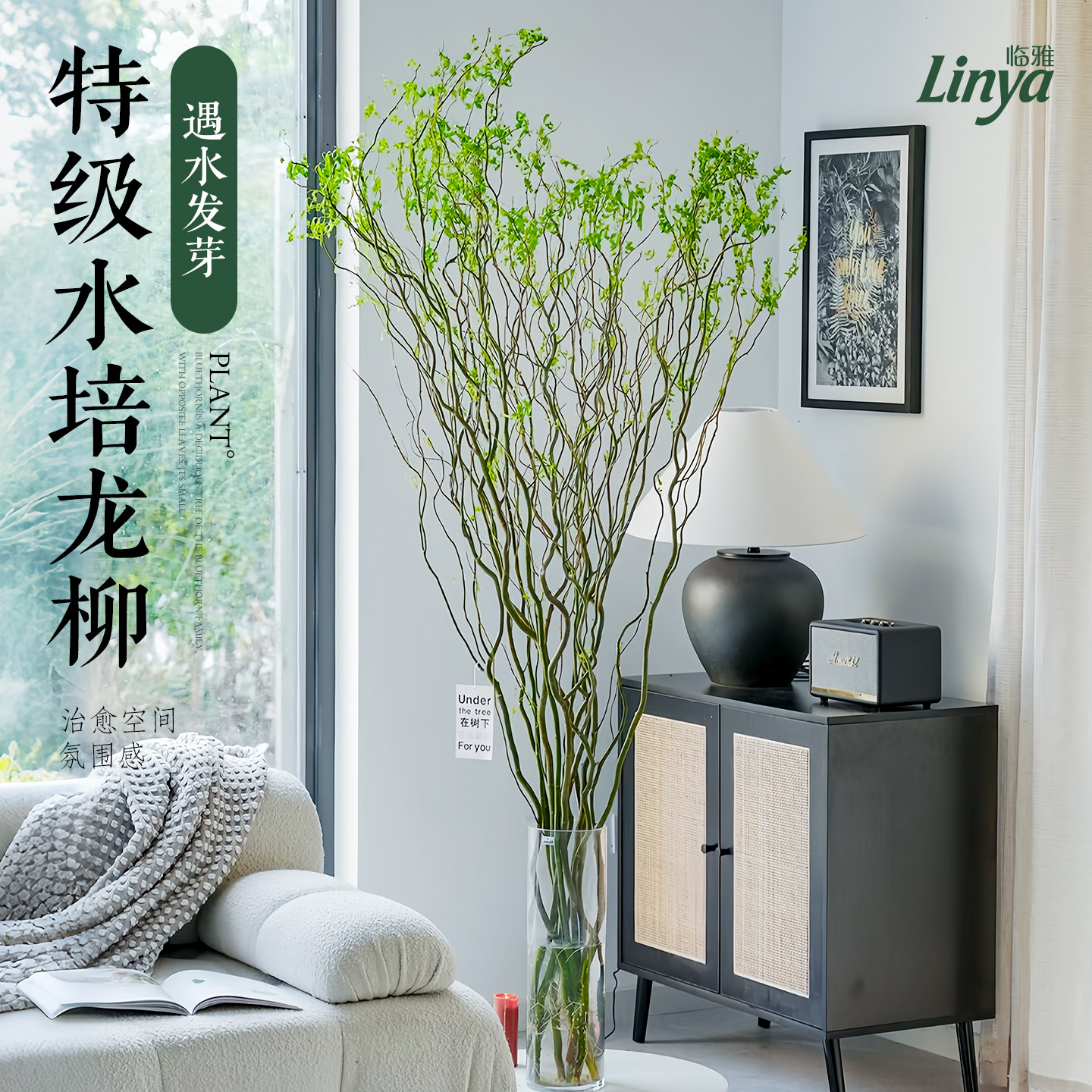 龙柳鲜枝水培植物室内好养绿植花卉盆栽插花干枝雪柳切花水养客厅