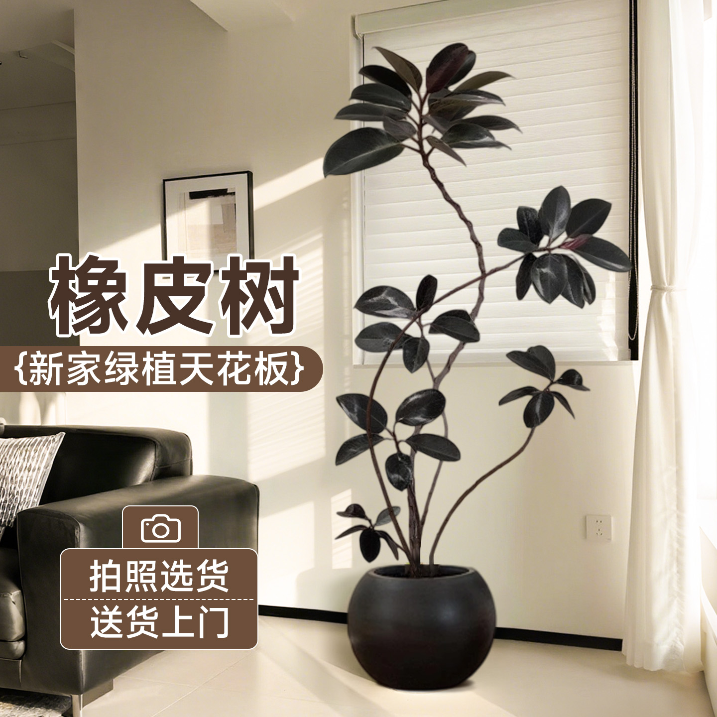 【支持拍照选货】自带高级感绿植