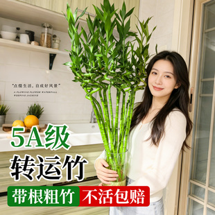 转运竹水养带根绿植富贵竹龙竹水培植物客厅招财旺宅室内四季好养
