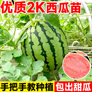 2k西瓜嫁接苗秧麒麟8424秧苗盆栽无籽特大种苗蔬菜苗阳台南方种植