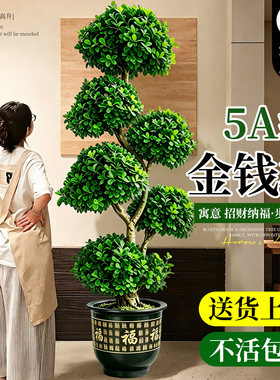 金钱榕摇钱树室内大盆栽招财盆景