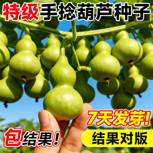 【包发芽包结果】葫芦种子