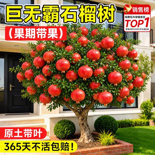 【带果发货】软籽突尼斯