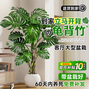 老桩龟背竹客厅大盆栽提根大叶客厅室内大型高级感绿植物开背好养