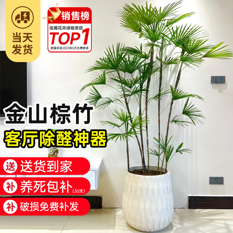 金山棕竹盆栽大型室内植物客厅电视柜旁绿植好养易活盆栽盆景花卉