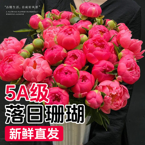 【5A特级】芍药鲜花落日珊瑚