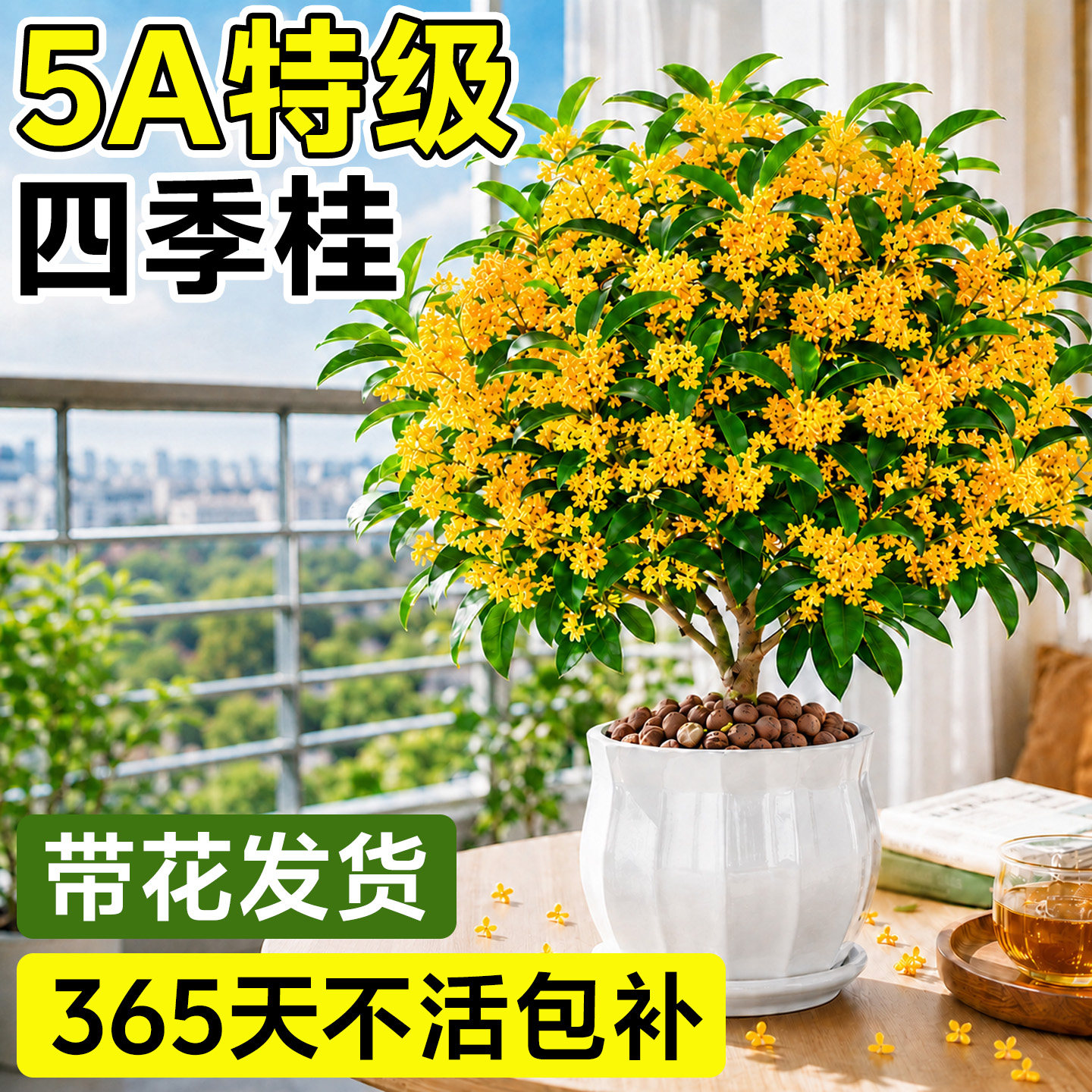 四季桂花盆栽爆花不断四季花期图片