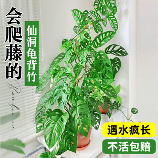 仙洞龟背竹爬藤植物绿植盆栽室内好养适合懒人养的花吊兰垂吊四季