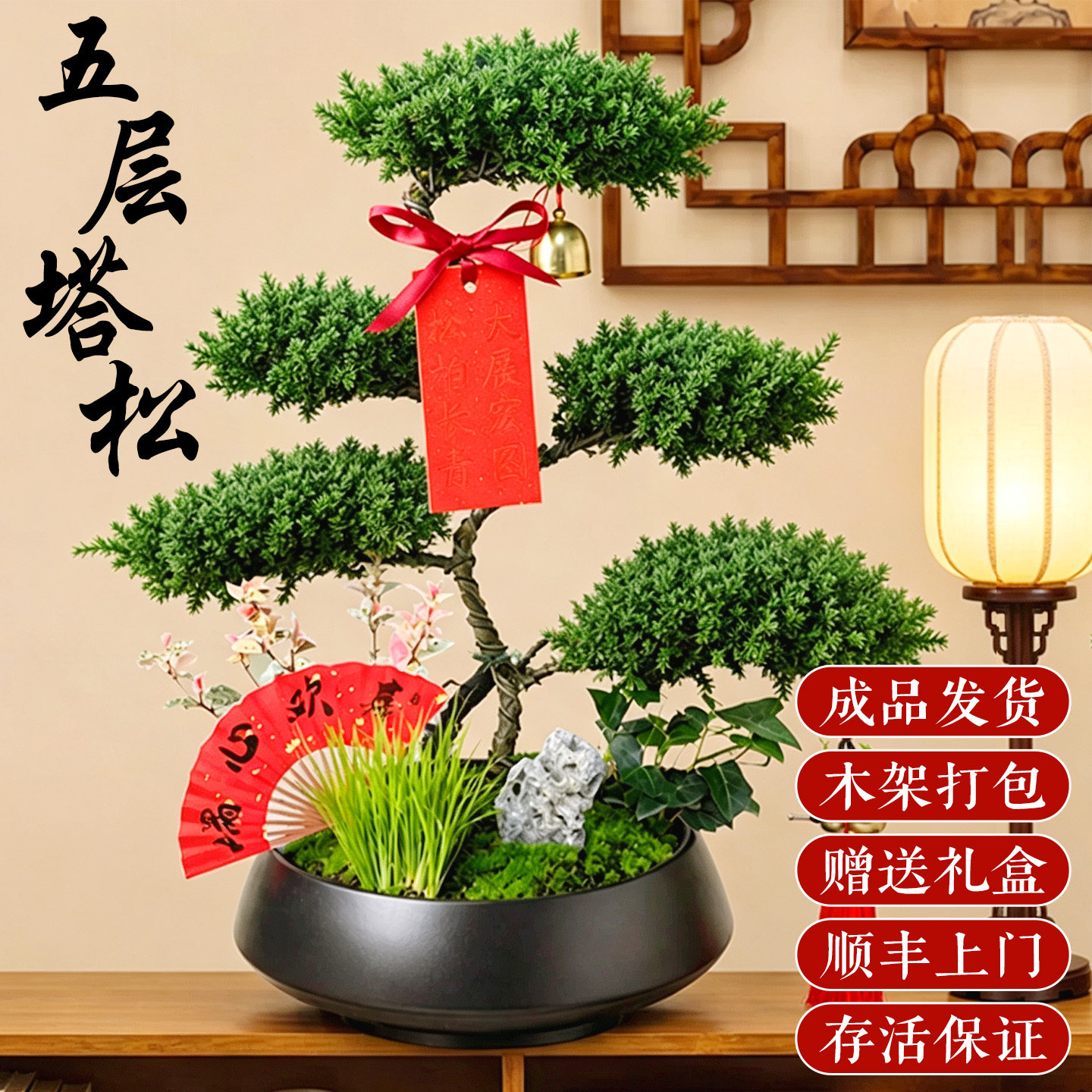 五层塔松盆栽造型盆景绿植室内办公室茶室桌面植物乔迁新居送礼物 - 实物图