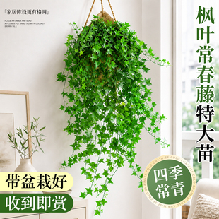 枫叶常春藤垂吊植物室内阳台春季好观叶吊兰爬藤绿植盆栽四季常青