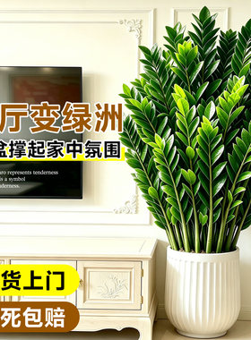 特大花盆金钱树室内好养旺宅送礼