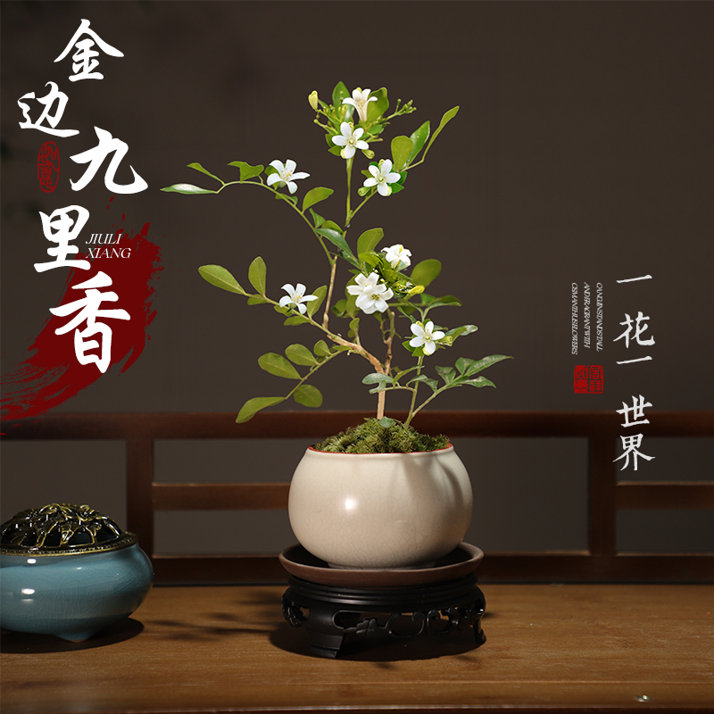 新中式禅意盆景植物金边九里香