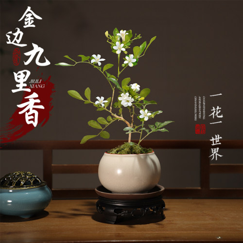 新中式禅意盆景植物金边九里香