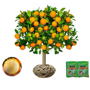 早熟青皮蜜桔树苗耐寒嫁接无核橘子苗日南一号柑橘苗地栽当年结果