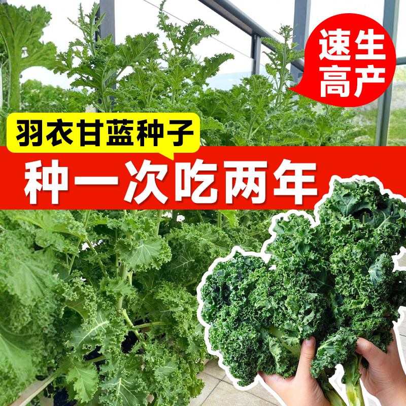 羽衣甘蓝种子冬天种不怕冻的蔬菜