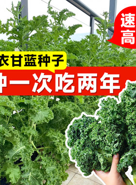 羽衣甘蓝种子冬天种不怕冻的蔬菜