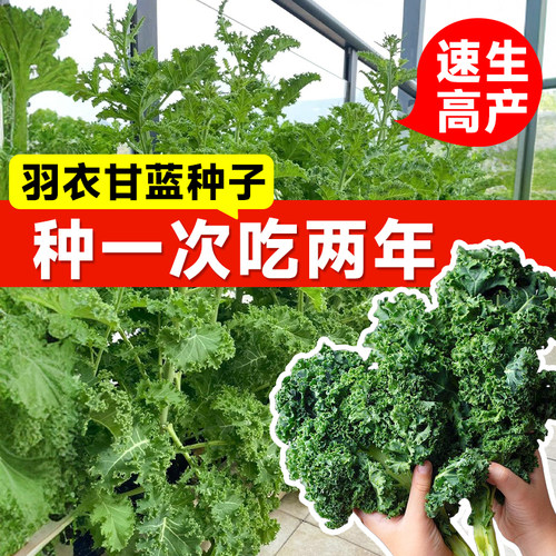 羽衣甘蓝种子冬天种不怕冻的蔬菜