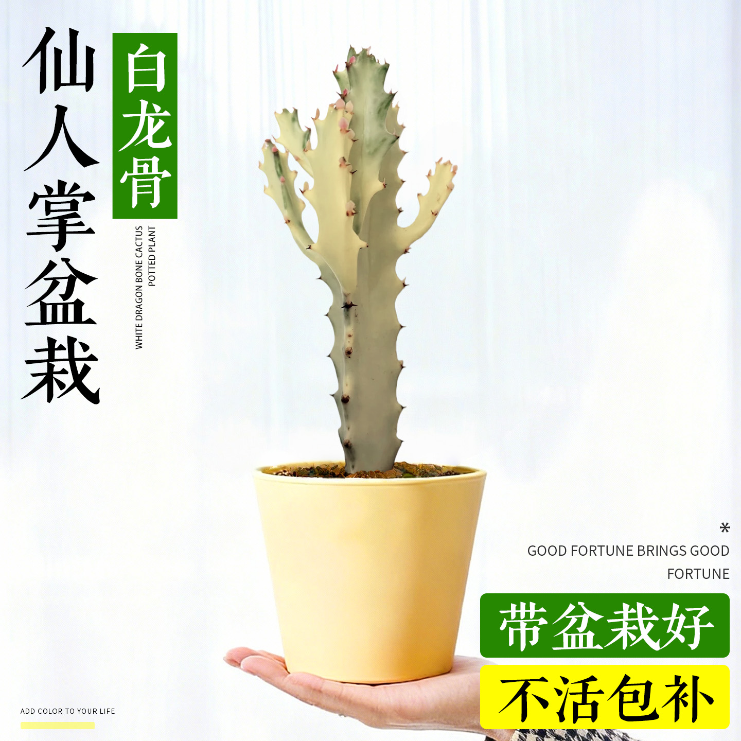 白龙骨仙人掌盆栽桌面绿植