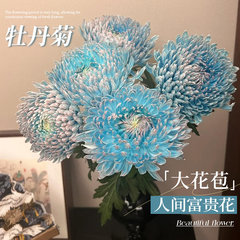 牡丹菊菊花鲜花云南直发鲜切花室内水培家用插花花期长好养的真花