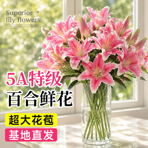【索尔邦】特级香水百合鲜切花