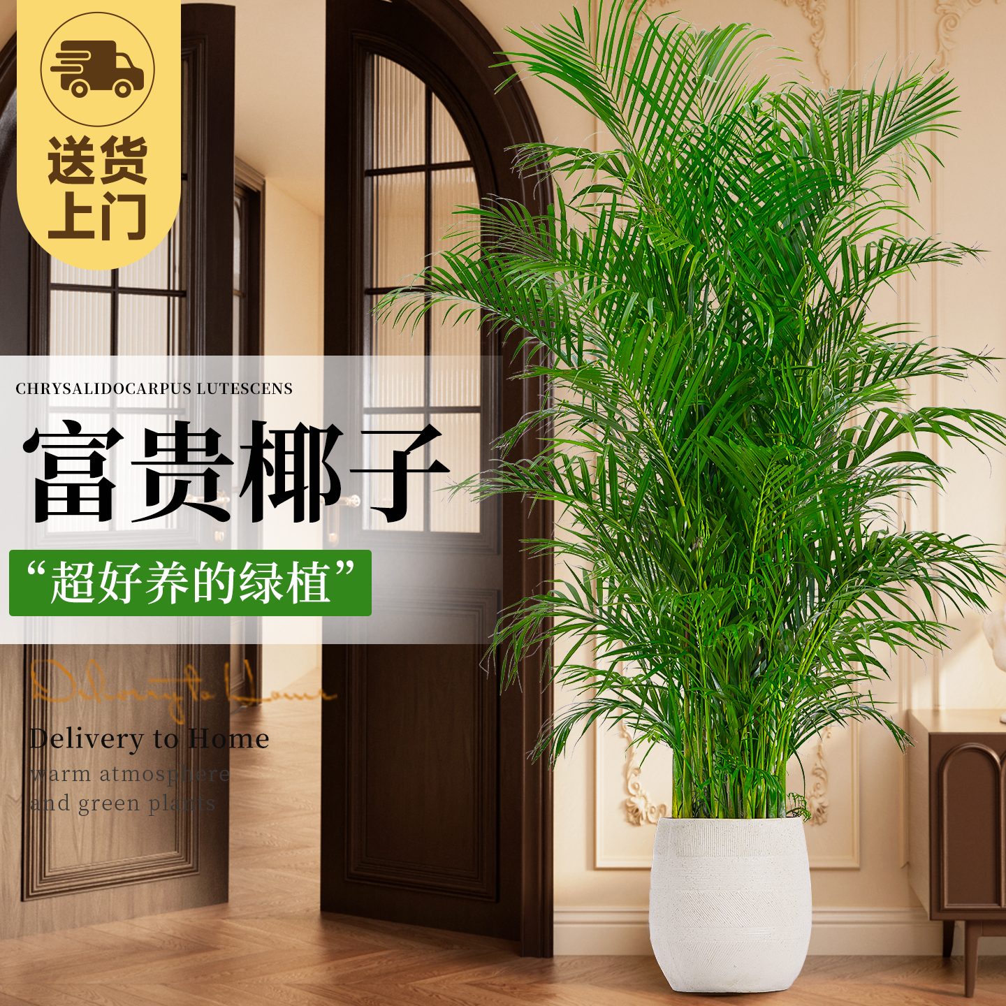 富贵椰子室内大盆栽散尾葵客厅大型绿植物四季常青高级感盆景好养