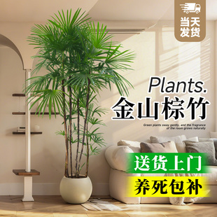 好养竹子花卉 棕竹金山盆栽室内大型绿植高端大气客厅植物落地四季