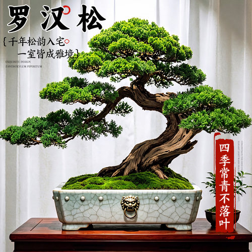 特级罗汉松盆景拍照选货养死包赔