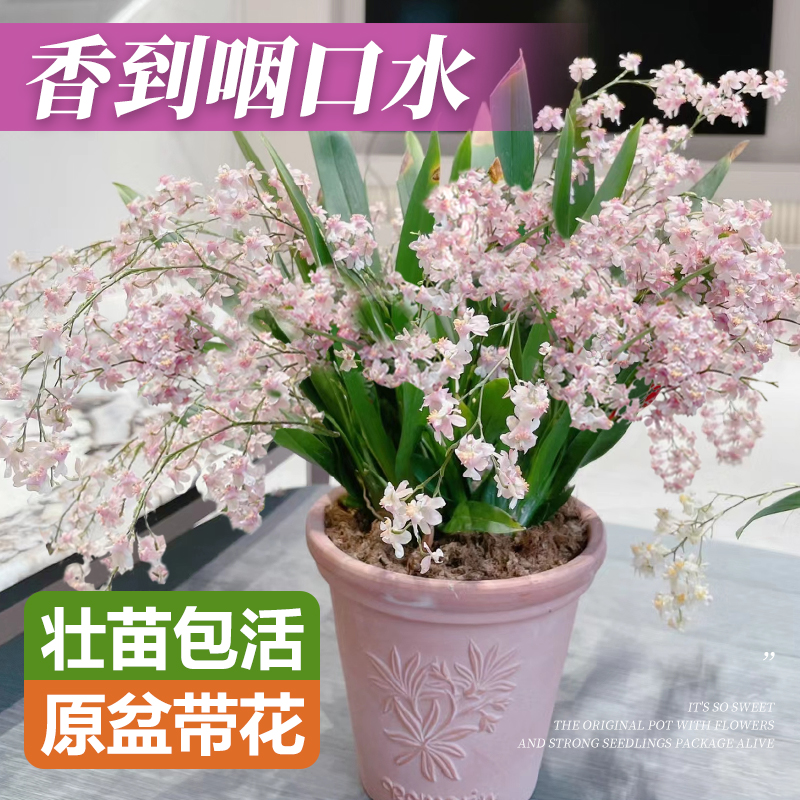 文心兰盆栽带花苞花苗梦香兰室内花卉植物客厅阳台四季好养活兰花 鲜花速递/花卉仿真/绿植园艺 国兰/杂交兰/洋兰类 原图主图