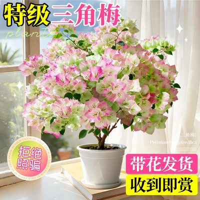 【绿樱三角梅】高端带花不活包赔