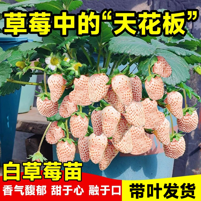 带果发货精品白草莓四季包成活