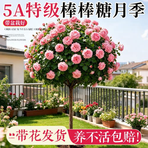 棒棒糖月季嫁接老桩特大花树盆栽