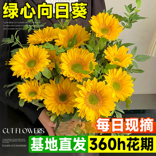 绿心向日葵鲜花同城速递大花花束花期长的鲜花泰迪玩具熊家用插花
