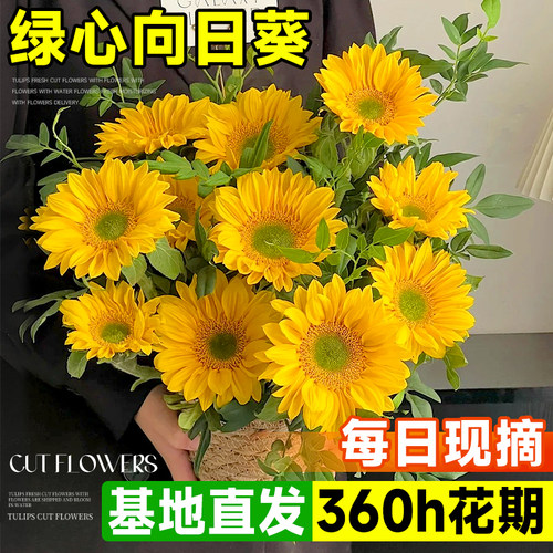 绿心向日葵鲜花同城速递向日葵