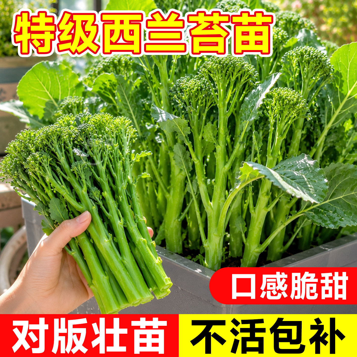 【爆根壮苗包对版】西兰苔菜苗图片