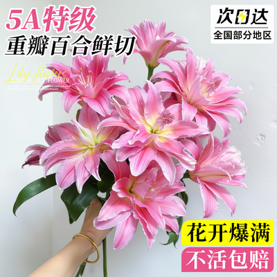 【带花发货】5A特级重瓣百合鲜花