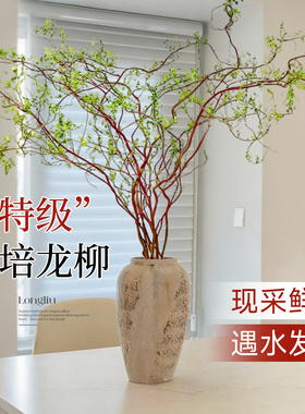 龙柳鲜枝水培植物雪柳干枝带花苞柳条枝客厅绿植花卉室内盆栽好养