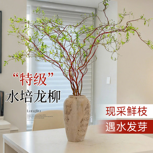 龙柳鲜枝水培植物雪柳干枝带花苞柳条枝客厅绿植花卉室内盆栽好养