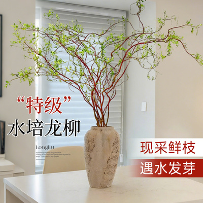 【特级龙柳鲜枝】养不活包赔