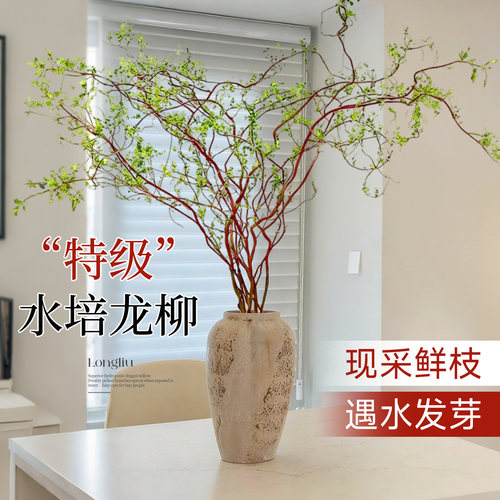 【特级龙柳鲜枝】养不活包赔