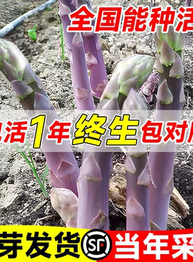 紫色芦笋根苗带芽带土芦笋种苗种根种籽子秧苗四季种植多年生绿植