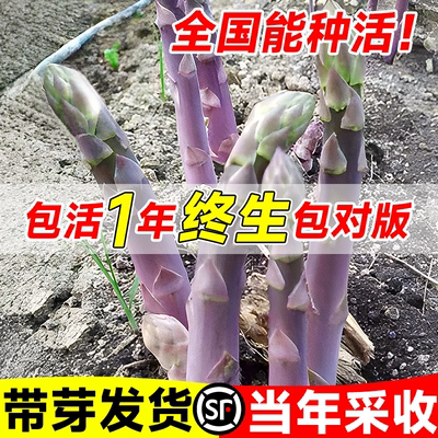 紫色芦笋根苗芦笋根高档高产蔬菜