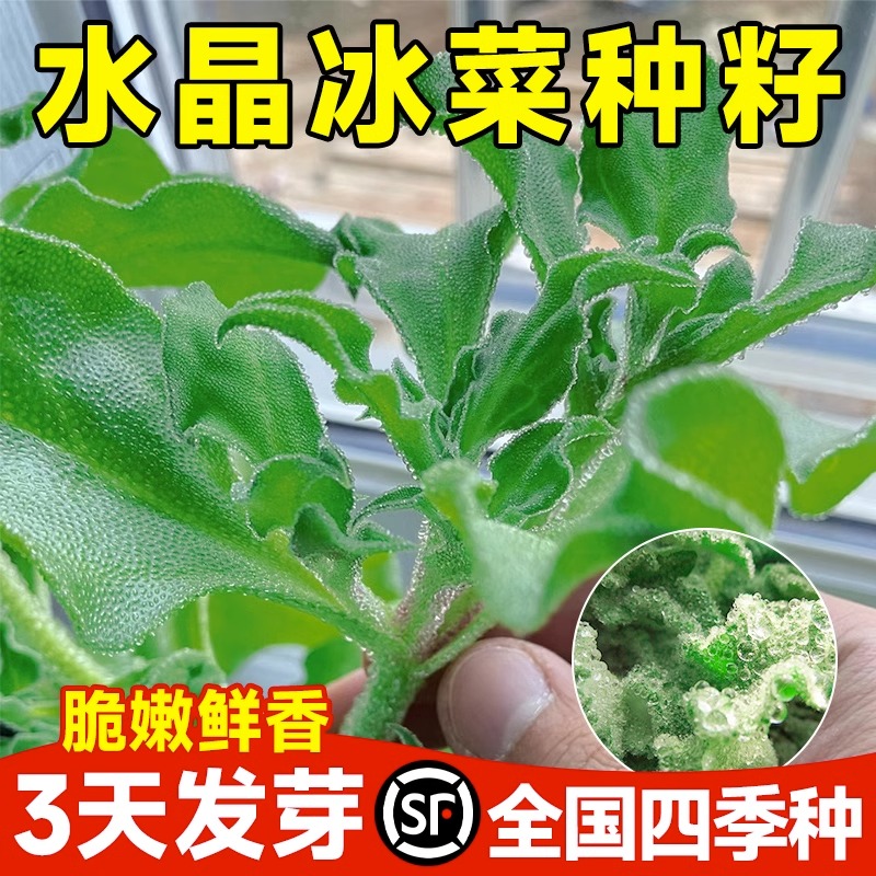 水晶冰菜种子四季种植全国可种