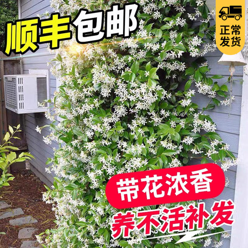 风车茉莉爬藤植物耐寒四季开花卉