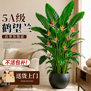天堂鸟客厅绿植鹤望兰盆栽高级感客厅室内大型植物四季开花带花苞
